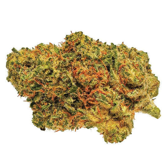 Great White Shark