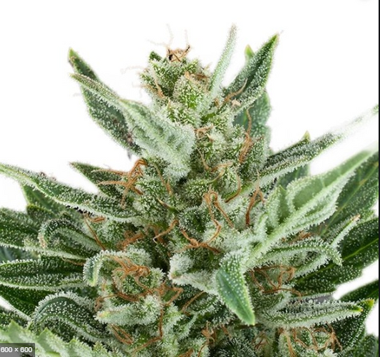 San Rafael - Tangerine Dream