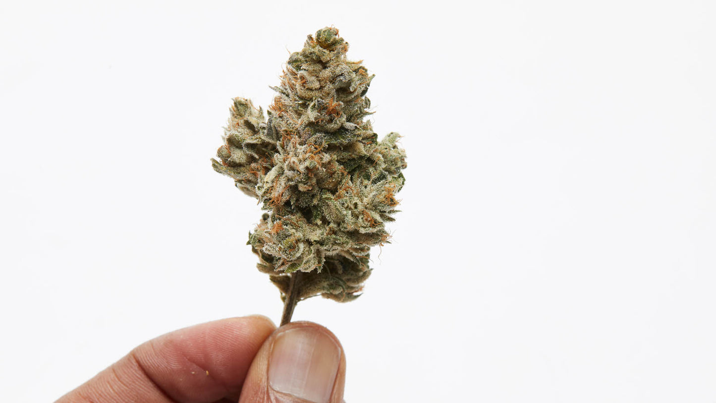 7ACRES : JEAN GUY