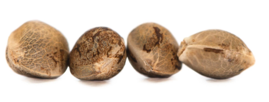BAKERSTREET SEEDS - 4 Count